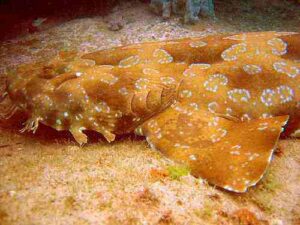 800px wobbegong